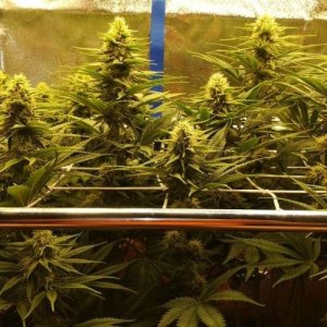 week 10.jpg week 10.jpg