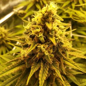 week12.jpg week12.jpg