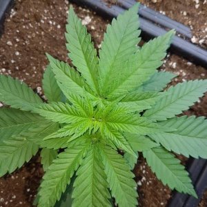 week3.1.jpg week3.1.jpg