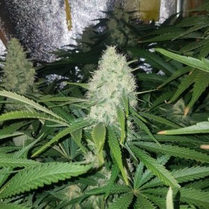 week11.jpg week11.jpg