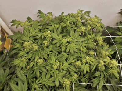 1598717961049.png 1598717961049.png