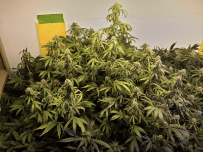 1598717974051.png 1598717974051.png