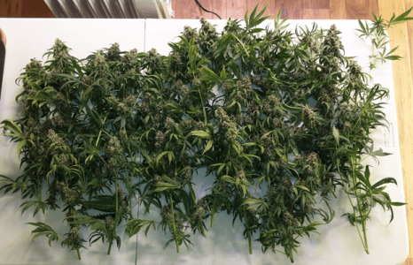 1598717984835.png 1598717984835.png