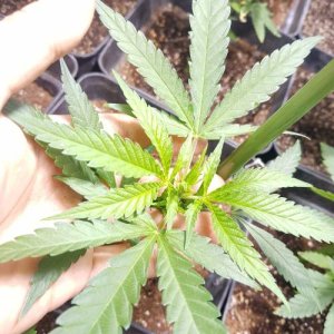 week3.3.jpg week3.3.jpg