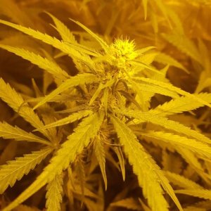 week5.5.jpg week5.5.jpg