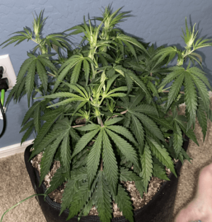 1599468344610.png 1599468344610.png