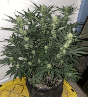 1599468354760.png 1599468354760.png