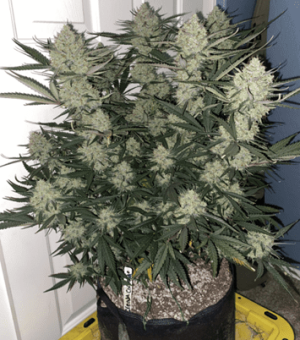 1599468372389.png 1599468372389.png