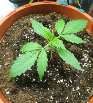 1599839546566.png 1599839546566.png