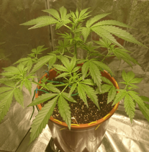 1599839558803.png 1599839558803.png