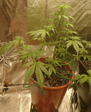 1599839563673.png 1599839563673.png