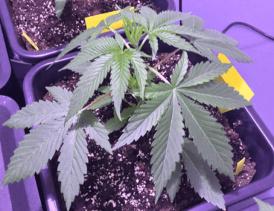 1600009790449.png 1600009790449.png