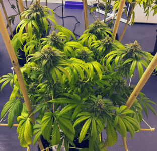 1600009810450.png 1600009810450.png