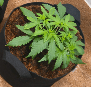 1600245233351.png 1600245233351.png