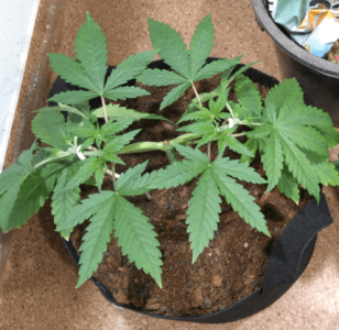 1600245240655.png 1600245240655.png