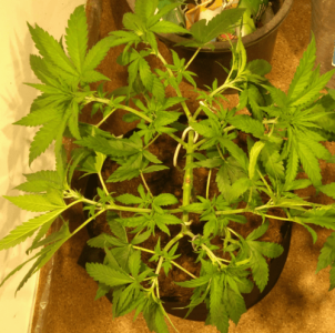 1600245247942.png 1600245247942.png