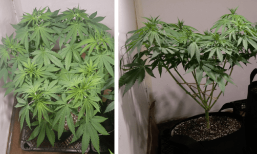 1600245267494.png 1600245267494.png