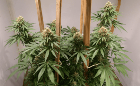 1600245281870.png 1600245281870.png