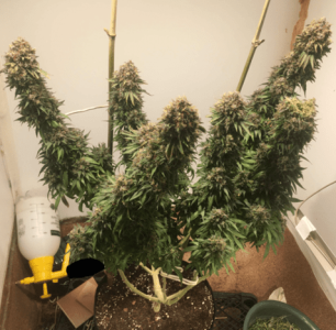 1600245287035.png 1600245287035.png