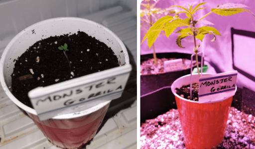 1600348643766.png 1600348643766.png