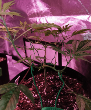 1600348948526.png 1600348948526.png