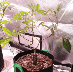 1600349137188.png 1600349137188.png