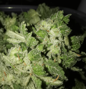 1600350492025.png 1600350492025.png