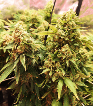 1601642477918.png 1601642477918.png