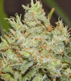 1601642507291.png 1601642507291.png