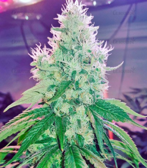 1601642539612.png 1601642539612.png