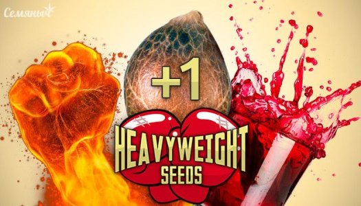 Heavyweight-Seeds.jpg Heavyweight-Seeds.jpg