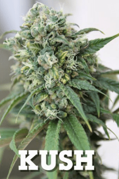 1603545573207.png 1603545573207.png