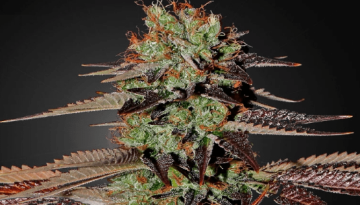 1603546599209.png 1603546599209.png