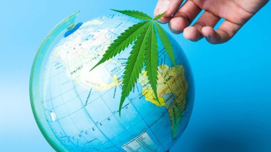 cannabis-world-2-1.jpg cannabis-world-2-1.jpg