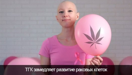 YAvlyaetsya-li-marihuana-odnoj-iz-prichin-razvitiya-raka-legkih__Z3i6wdOET7EEz0To.jpg YAvlyaetsya-li-marihuana-odnoj-iz-prichin-razvitiya-raka-legkih__Z3i6wdOET7EEz0To.jpg