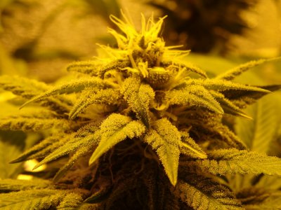 DSC00056.jpg DSC00056.jpg