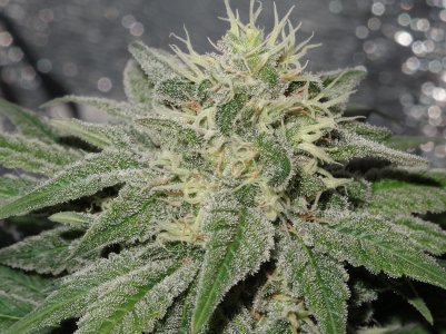 DSC00077.jpg DSC00077.jpg