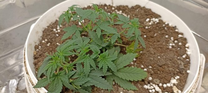 0_IMG_20220317_221846.jpg 0_IMG_20220317_221846.jpg