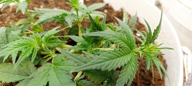 0_IMG_20220317_221826.jpg 0_IMG_20220317_221826.jpg