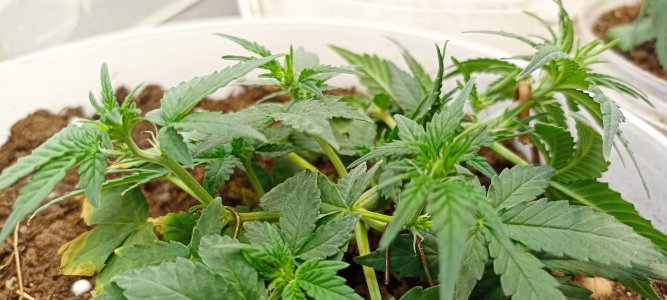 0_IMG_20220317_221817.jpg 0_IMG_20220317_221817.jpg