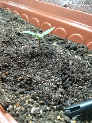 IMG_20220319_185754_725.jpg IMG_20220319_185754_725.jpg