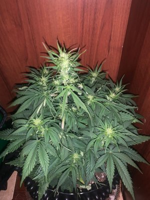 C09B14FA-EFEF-4132-B872-D849E986F749.jpeg C09B14FA-EFEF-4132-B872-D849E986F749.jpeg