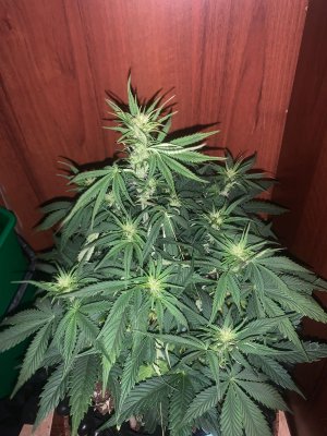 BF83D9C9-1879-4251-AAFA-3A2A4CF41090.jpeg BF83D9C9-1879-4251-AAFA-3A2A4CF41090.jpeg