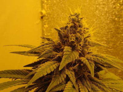 DSC00115.jpg DSC00115.jpg