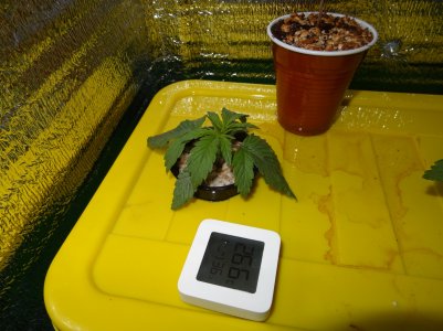 DSC00131.jpg DSC00131.jpg