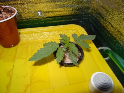 DSC00132.jpg DSC00132.jpg