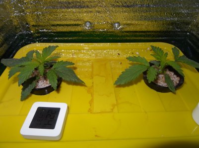 DSC00141.jpg DSC00141.jpg