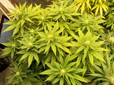 IMG_20220303_132430_178.jpg IMG_20220303_132430_178.jpg