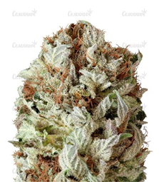 1647869937743.png 1647869937743.png