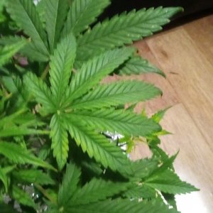 IMG_21032022_230106_(500_x_500_пиксель).jpg IMG_21032022_230106_(500_x_500_пиксель).jpg